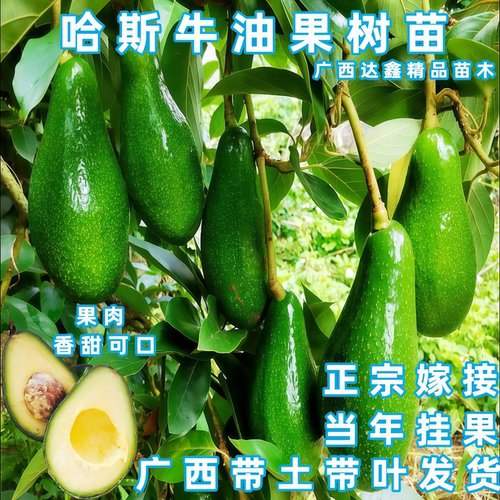 哈斯牛油果苗南北方四季盆栽地裁