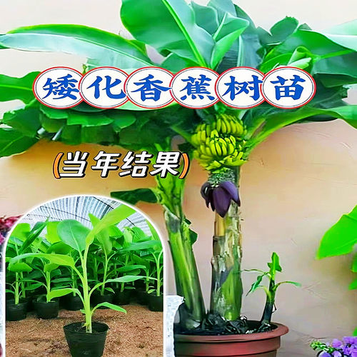 南北方盆栽地栽高产中蕉九号