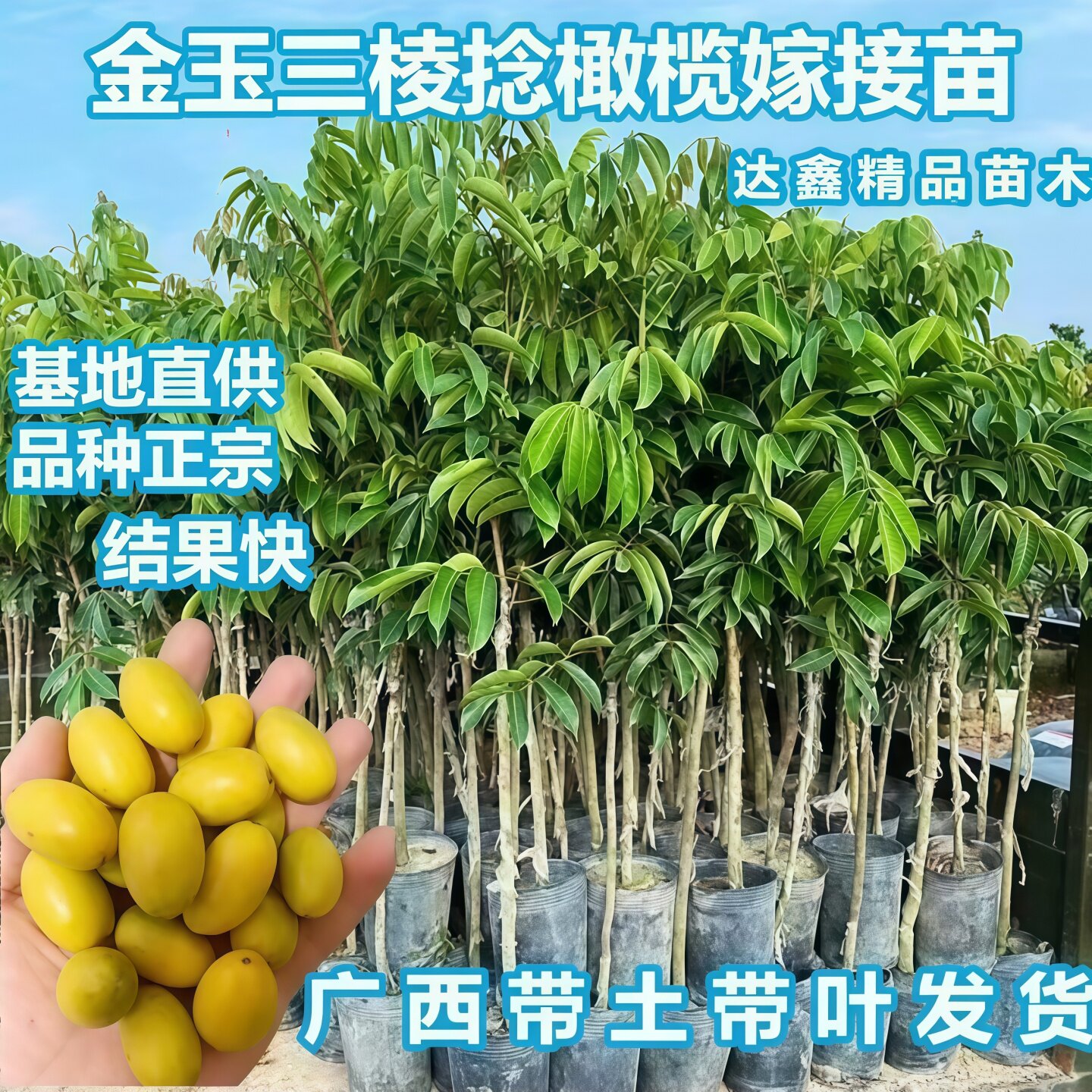 正宗金玉三棱甜种橄榄苗嫁接脆甜青橄榄苗南方盆栽地裁带土带叶