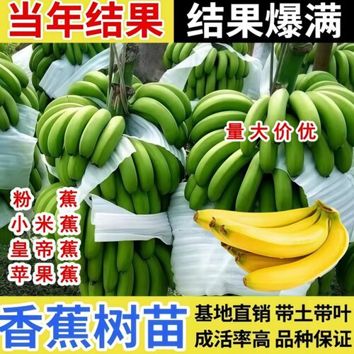 矮化香蕉树苗南北方种植当年结果