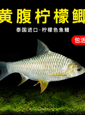 泰国黄腹柠檬鲫原生鱼淡水热带中大型观赏鱼龙鱼配鱼白金泰国雪鲫