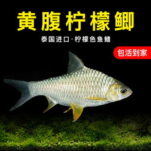 泰国黄腹柠檬鲫原生鱼淡水热带中大型观赏鱼龙鱼配鱼白金泰国雪鲫
