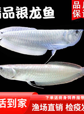 招财银龙鱼银龙鱼淡水鱼苗