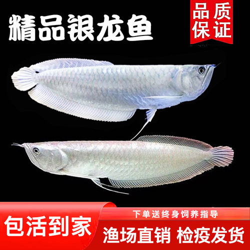 招财银龙鱼银龙鱼淡水鱼苗