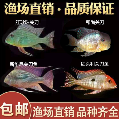 活体热带观赏鱼观赏鱼珍珠活体