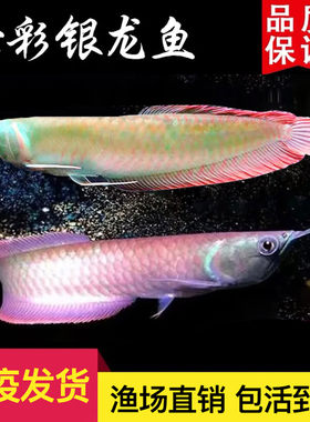 七彩银龙鱼活鱼观赏热带鱼
