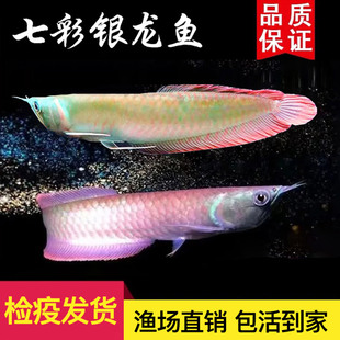 七彩银龙鱼活鱼观赏热带鱼淡鱼活体红眼黄化白子龙银龙鱼苗