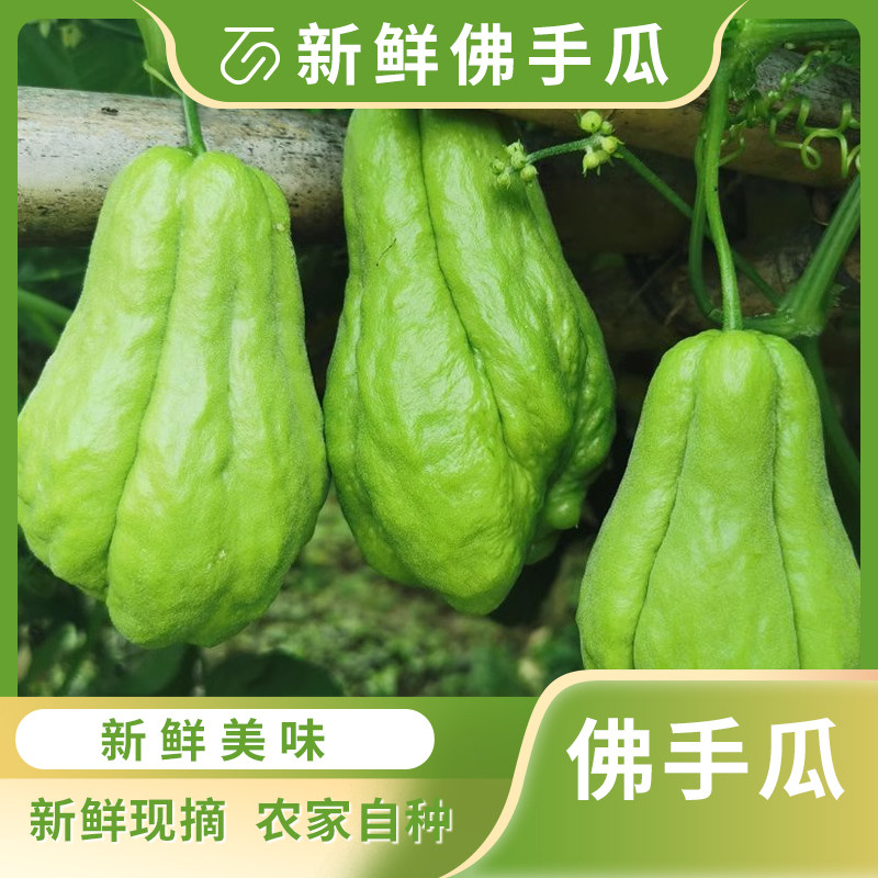云南佛手瓜新鲜洋瓜农家自种蔬菜现摘捧丰收窝福寿葵扶手瓜洋茄子