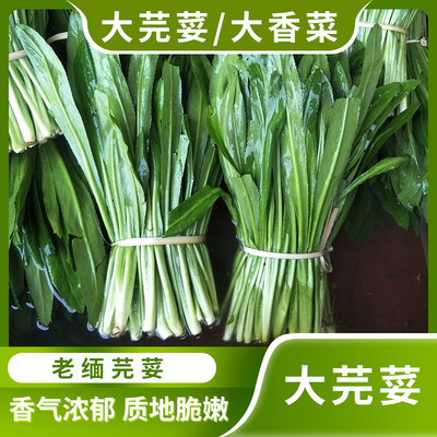 无根大芫荽大香菜新鲜现挖特色野菜洋刺芹傣味菜香料缅甸蔬菜食用