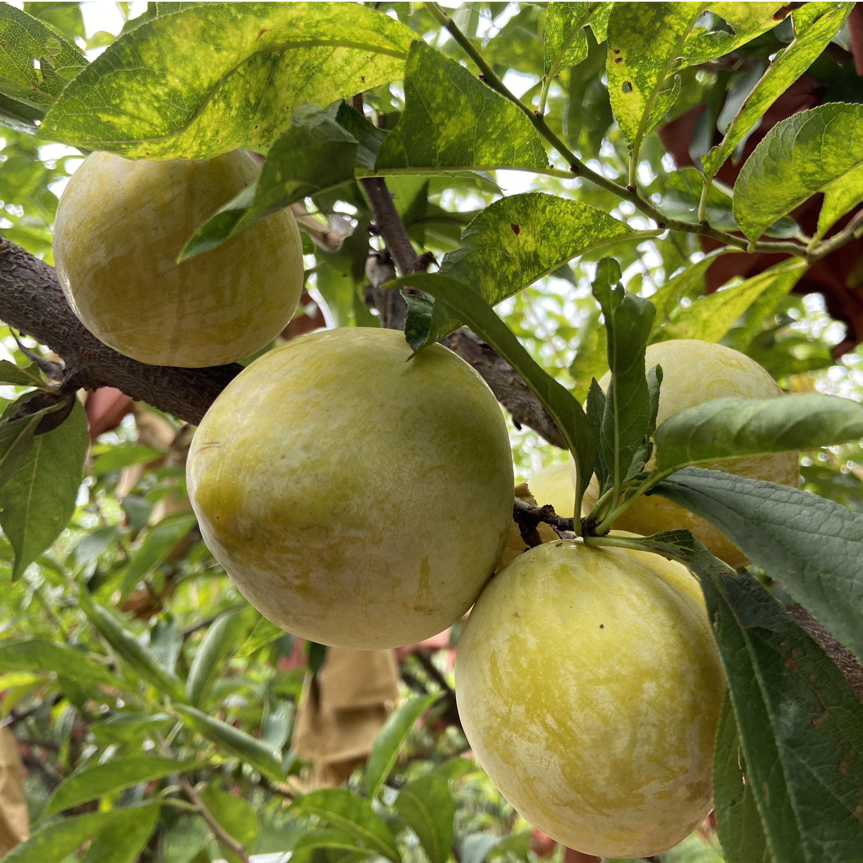 汝城特产文明黄金奈李应季新鲜水果李子脱骨李空心李脆甜李产地现