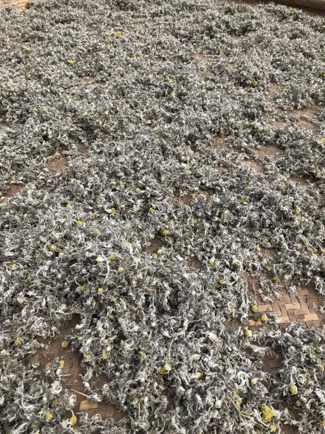 新鲜晒干清明草鼠曲草绒毛草田艾叶水秋草现摘做粑粑团棉50g现货