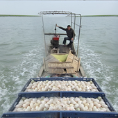 30枚北海还珠湾海鸭蛋 陈伟家红矮树林农家散养鸭蛋生海鸭蛋