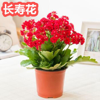 重瓣草本植物办公室长寿花