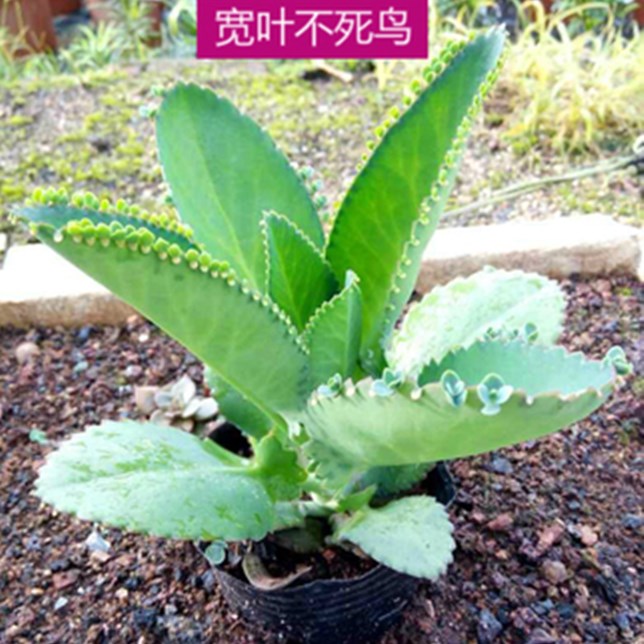 客厅办公防辐射10元包邮组合盆栽