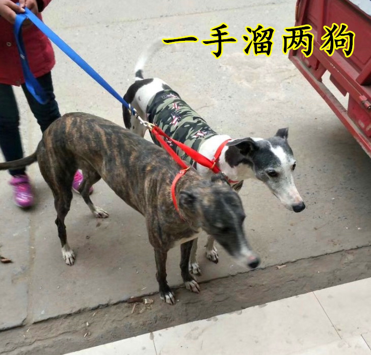 细狗帆布牵引一拖二双头遛狗绳惠比特犬格惠格力犬牵引牵2只狗狗