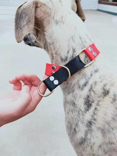 细狗一拉紧牵引绳惠比特遛狗绳格惠格力犬可分解一拉紧脖套牵引绳
