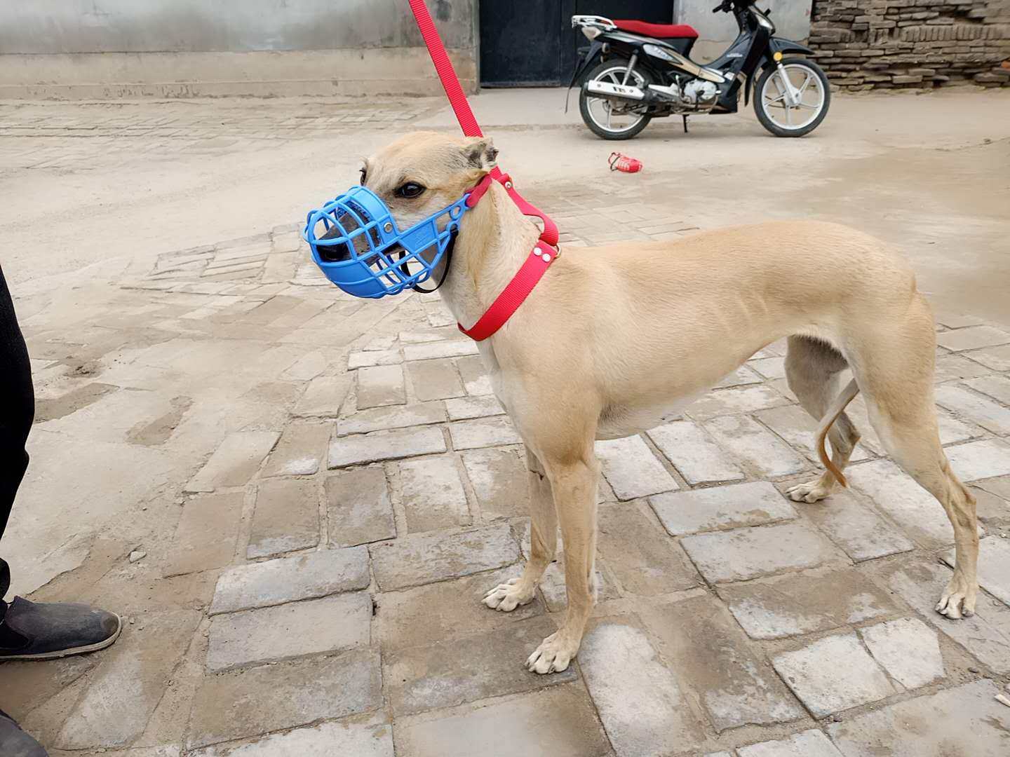 惠格力犬口笼防咬狗嘴套