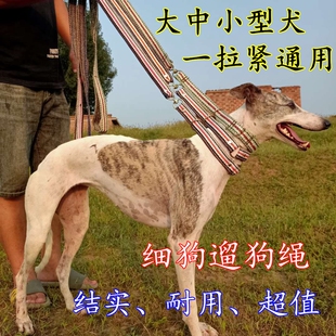 细狗一拉紧牵引绳惠比特犬狗绳格惠2特格力犬灵缇一体狗链子遛狗
