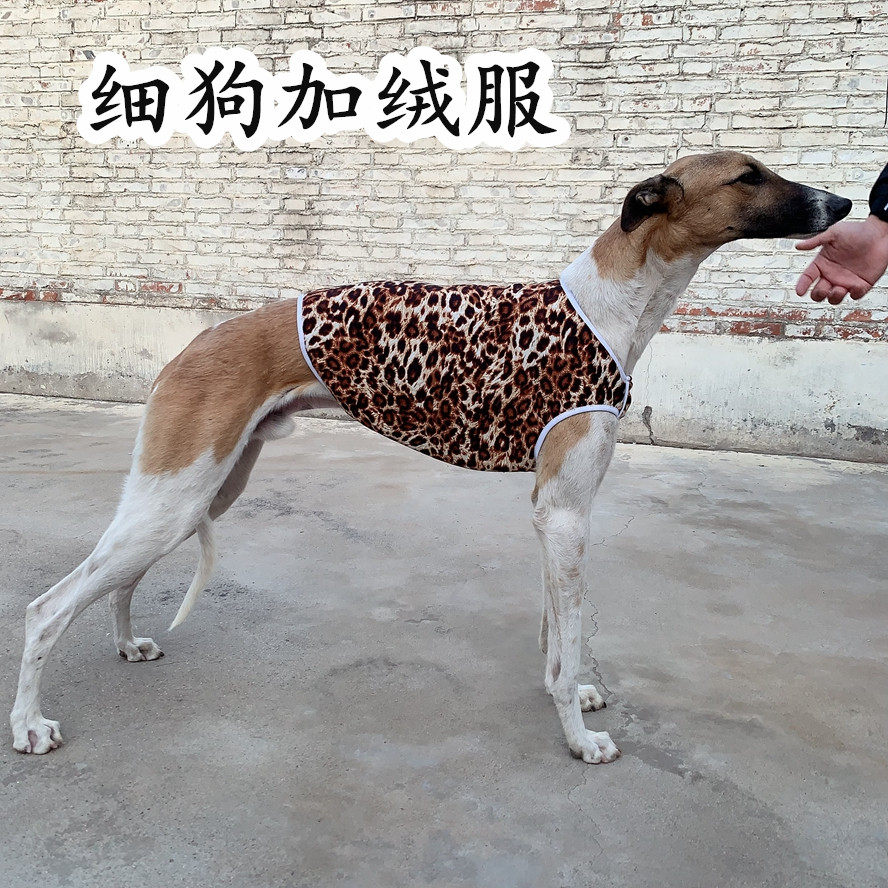 细狗惠比特格力犬双面绒加绒保暖