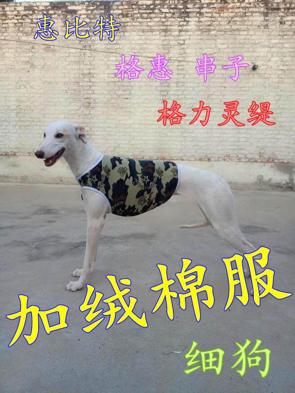 惠比特犬衣服格力灵缇棉衣细狗