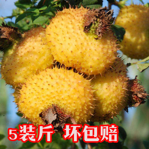 26年贵州野生鲜果刺梨 现摘现发新鲜刺梨果 维C水果泡酒泡茶