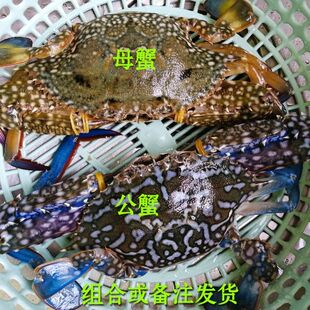 广东阳江南海兰花蟹新鲜冷冻特大公蟹母蟹蓝花蟹新鲜海蟹膏蟹螃蟹