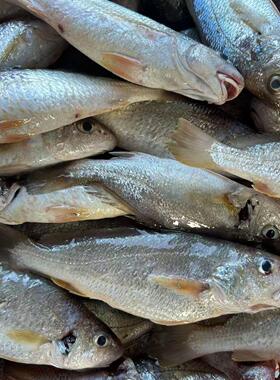 广东茂名划仔鱼新鲜冷冻大号新鲜白姑鱼白谷鱼划鱼5-6条/斤海鲜