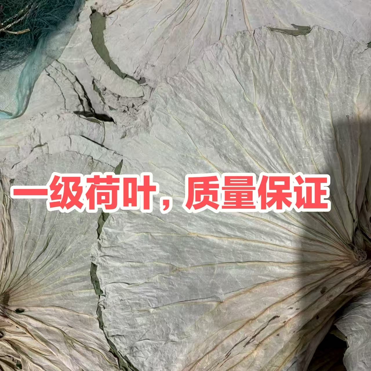 整张荷叶干荷叶一级通货叫花鸡糯米鸡包质量保证中号大号荷叶50斤