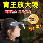 移虫育王头戴式 LED头灯放大镜蜜蜂育王工具蜜蜂育王工具专用