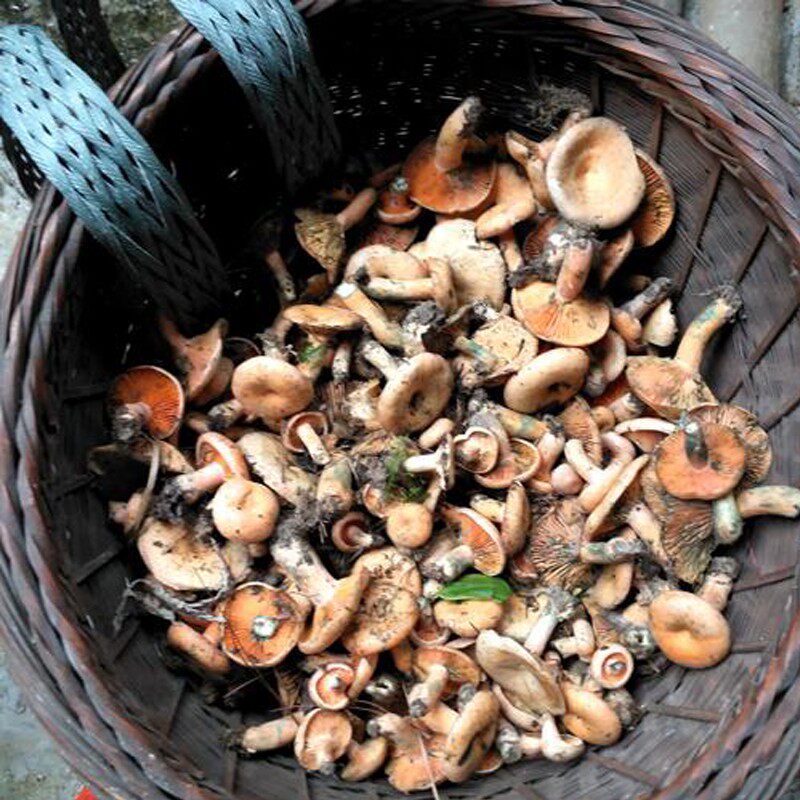 湖南野生食用乌红枞菌新鲜蘑菇枞菌寒菌松树菌乌枞菌顺丰包邮枞菌