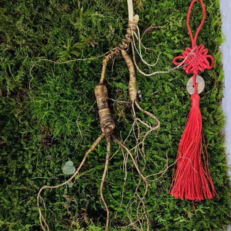 【直播间选参】单拍不发货野山参林下参人参长白山野山参新鲜礼盒