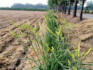 包邮 黄花菜500g 干货土特产农家散装新鲜特级干菜无硫金针菜干
