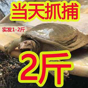 农家大甲鱼活体苗包邮王八海鲜活生态特产中华老鳖团水鱼新鲜土鳖