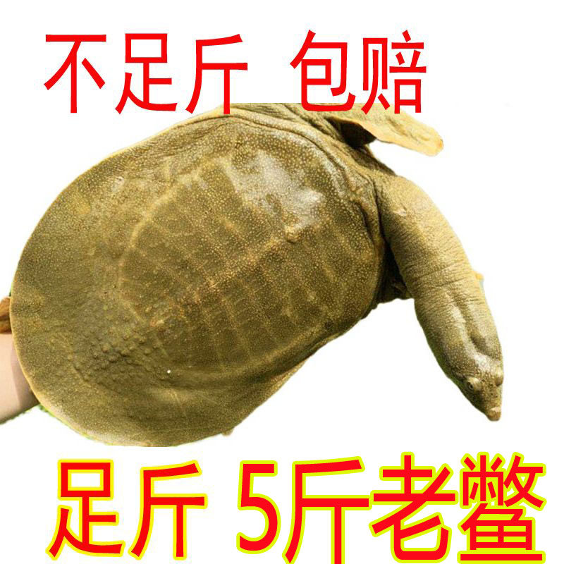 足斤青黄色外塘公甲鱼活体鲜活食用水鱼团鱼王八中华鳖水库