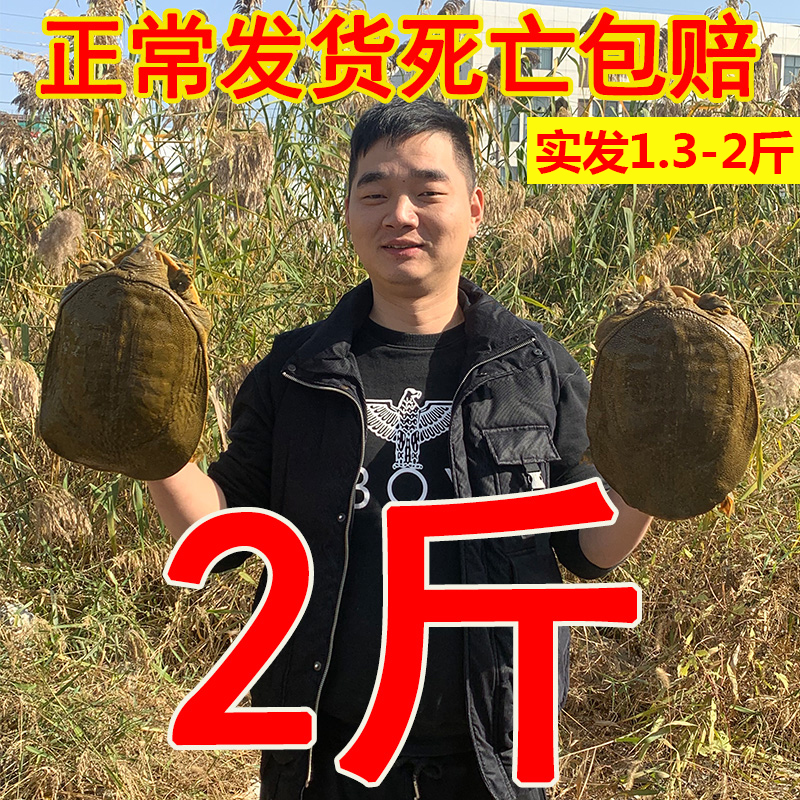 大甲鱼活体包邮中华老母鳖水鱼王八鲜活滋补品