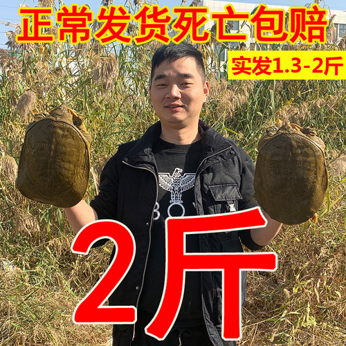 大甲鱼活体包邮中华老母滋补品