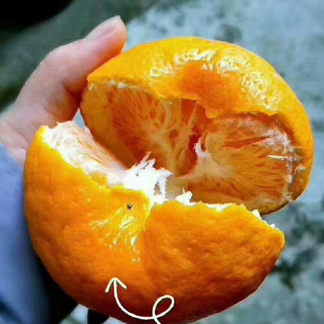 2026应季水果春见耙耙柑自家果园新鲜采摘带叶发货,水产肉类/新鲜蔬果/熟食,桔子,淘宝优惠券,粉丝福利购,淘宝优惠卷