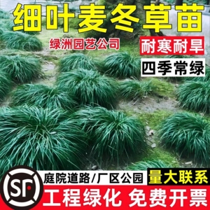 细叶麦冬草沿阶草书带草中叶麦冬