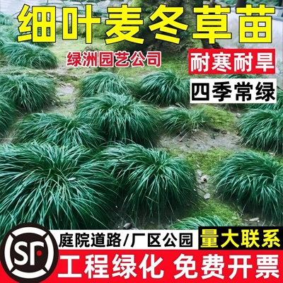 细叶麦冬草沿阶草书带草中叶麦冬