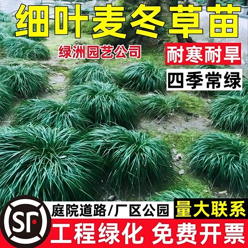 细叶麦冬草沿阶草书带草中叶麦冬