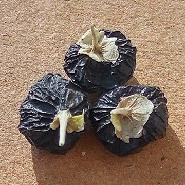 青海柴达木诺木洪野生黑枸杞