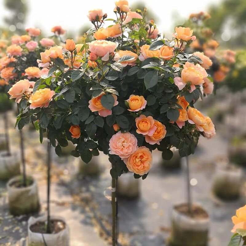 树桩月季花苗嫁接棒棒糖树状高杆