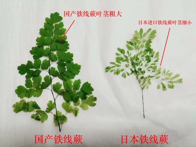 日本进口细叶铁线蕨真花干花