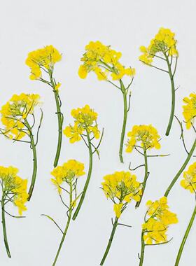 压花台灯花材押花团扇资材油菜花 pressed flowers幹花押し花真花