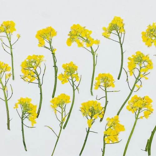 花未落ins风森系干花压花