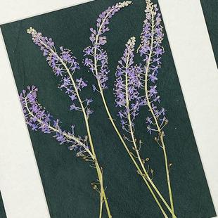 花未落绵枣儿压花中草药本草手工押花植物标本棉枣地枣黏枣棉枣