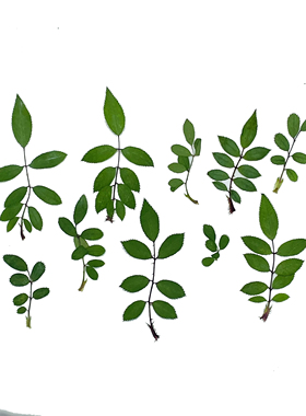 花未落INS风森系干花压花