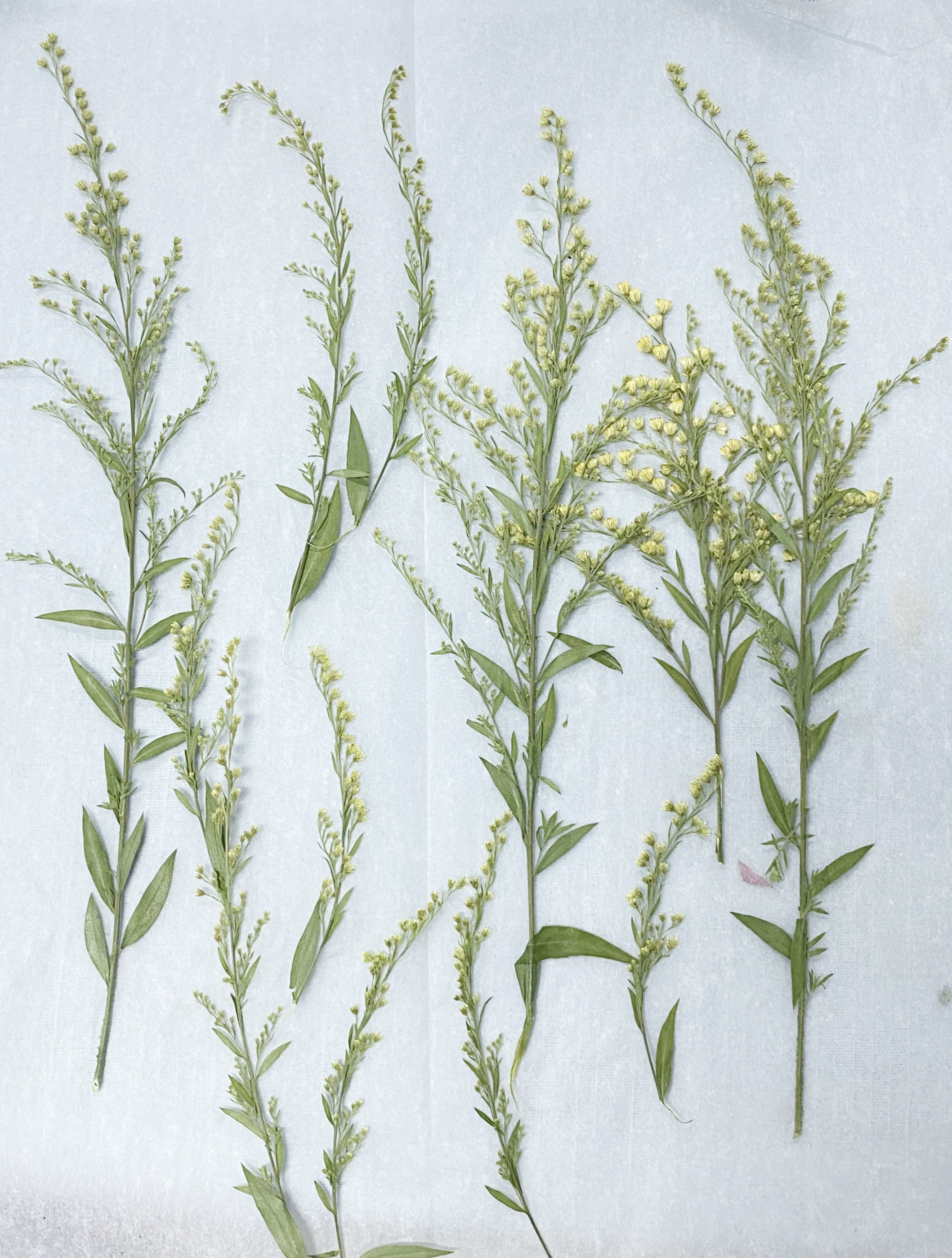 押花台灯花材情人草黄英pressed flowers幹花押し花压花团扇干花