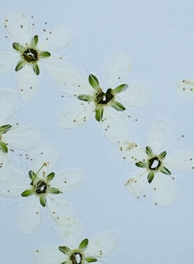 李花李子花台灯材料滴胶用花
