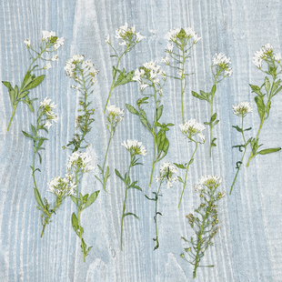 新款珍珠菜创意DIY压花台灯花材押花团扇滴胶干花pressed flowers